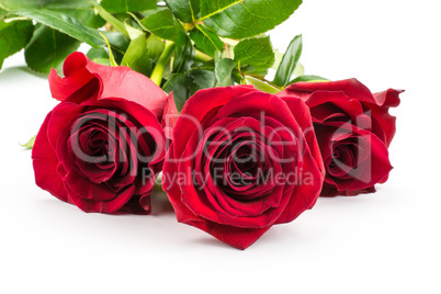 Red rose isolated on white background