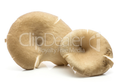 Oyster mushroom isolated on white