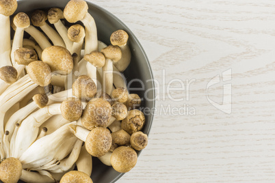 Fresh raw brown shimeji mushroom on grey wood