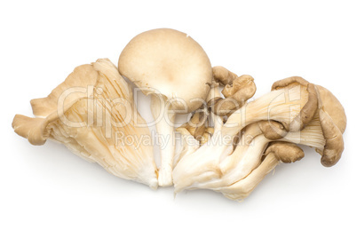 Oyster mushroom isolated on white