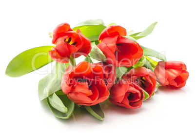 Red tulip isolated on white