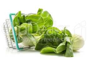 Fresh Bok choy isolated on white