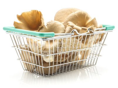 Oyster mushroom isolated on white