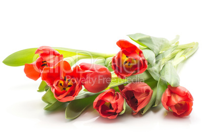 Red tulip isolated on white