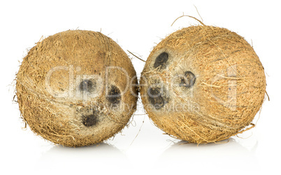 Fresh brown coconut isolated on white