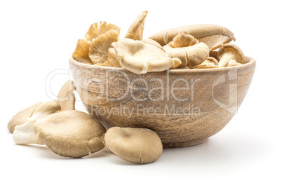 Oyster mushroom isolated on white