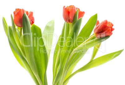 Red tulip isolated on white