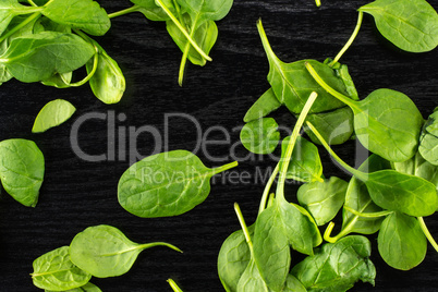 Fresh raw green spinach on black wood