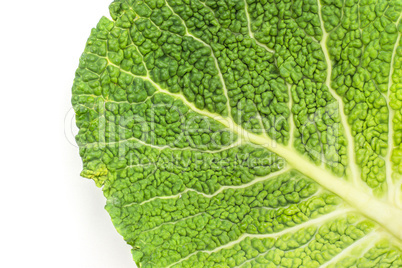 Fresh Savoy Cabbage isolated on white