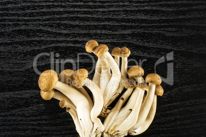 Fresh raw brown shimeji mushroom on black wood