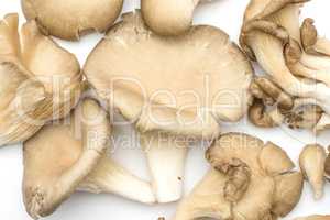 Oyster mushroom isolated on white