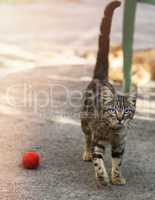 young gray striped cat