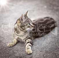 young striped gray cat lies on a gray asphalt