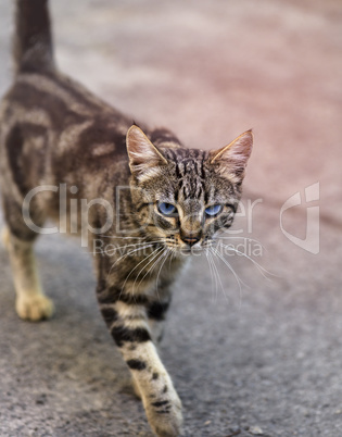 walking along the street striped gray cat with blue eyes