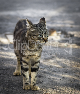 street young gray tabby cat walking along the street