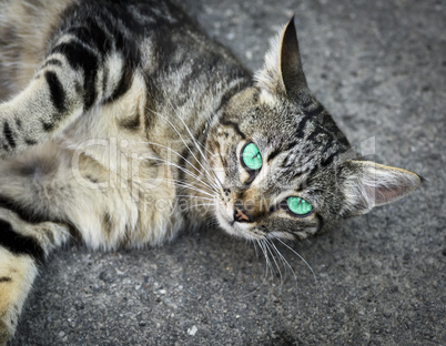 gray cat with green eyes lies on the gray asphalt