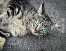 gray cat with green eyes lies on the gray asphalt