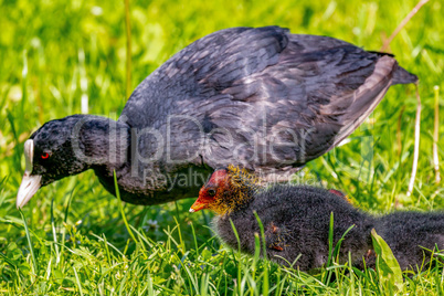 Coot with chicks in the meadow