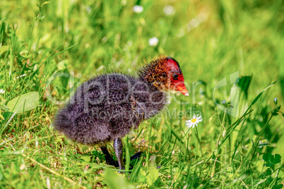 Coot chicks in the meadow