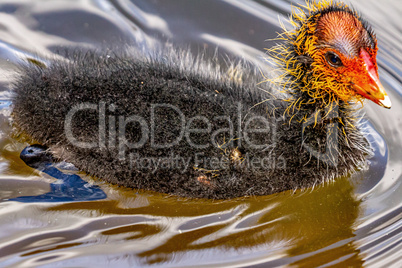 Coot chicks in the water