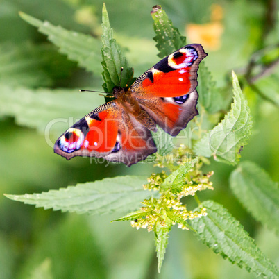 Butterfly on plant