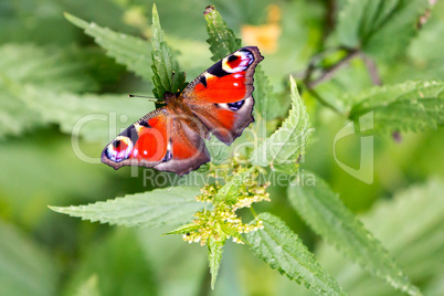 Butterfly on plant