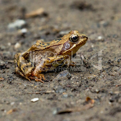 Frog on a walk