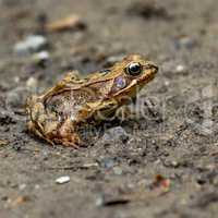 Frog on a walk