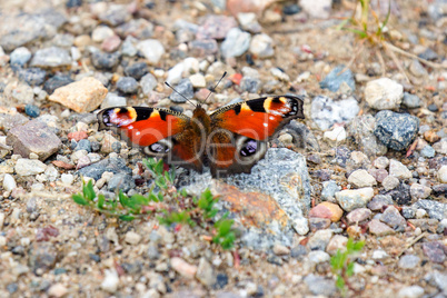 Butterfly on stony ground