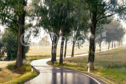 Wet country road with trees