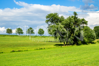 Trees group in the meadow