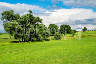 Trees group in the meadow