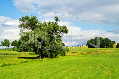 Trees group in the meadow