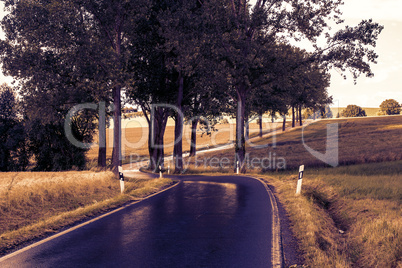 Wet country road with trees