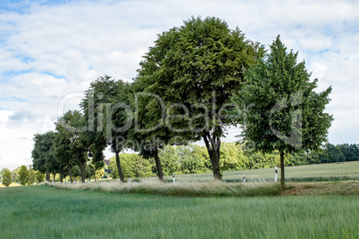 Trees group in the meadow