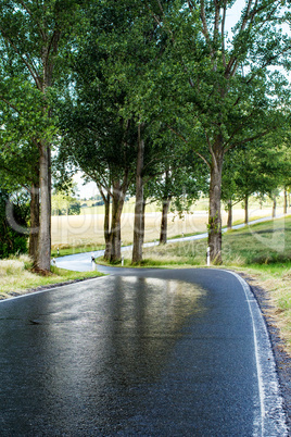 Wet country road with trees