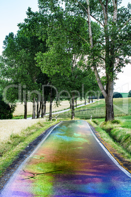 Wet country road with trees