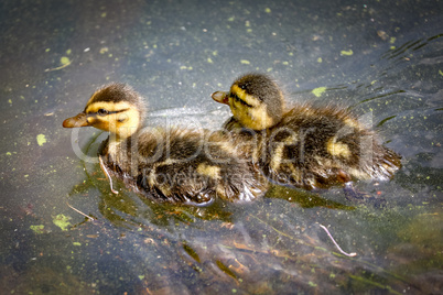 Ducklings in the water