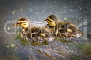 Ducklings in the water