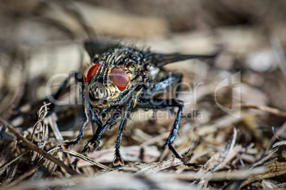 Sitting fly in the wild