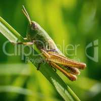 Grasshopper on blade of grass