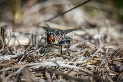 Sitting fly in the wild