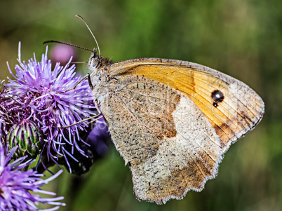 Butterfly on flower