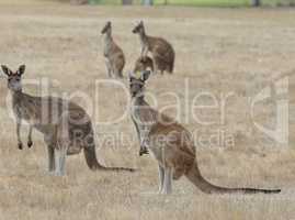 Western Grey Kangaroo, Macropus fuliginosus