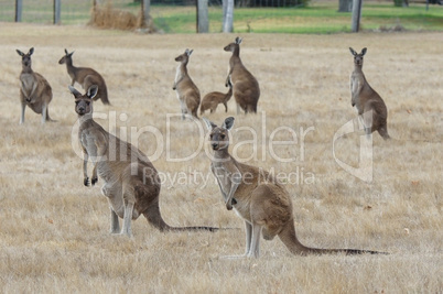 Western Grey Kangaroo, Macropus fuliginosus