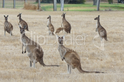 Western Grey Kangaroo, Macropus fuliginosus