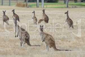 Western Grey Kangaroo, Macropus fuliginosus