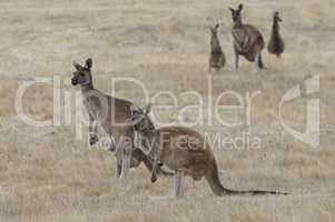 Western Grey Kangaroo, Macropus fuliginosus