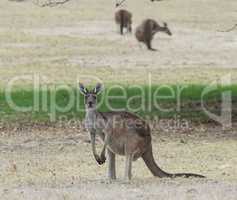 Western Grey Kangaroo, Macropus fuliginosus