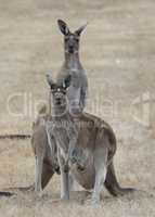 Western Grey Kangaroo, Macropus fuliginosus